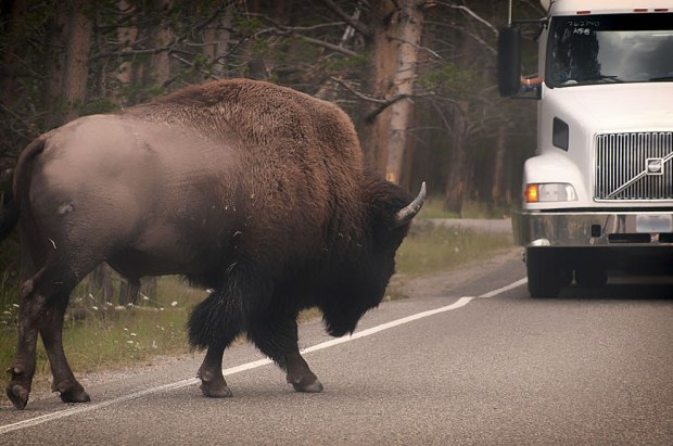 Big-bison-not-intimidate-by-bigger-semi-on-Yellowstone-road