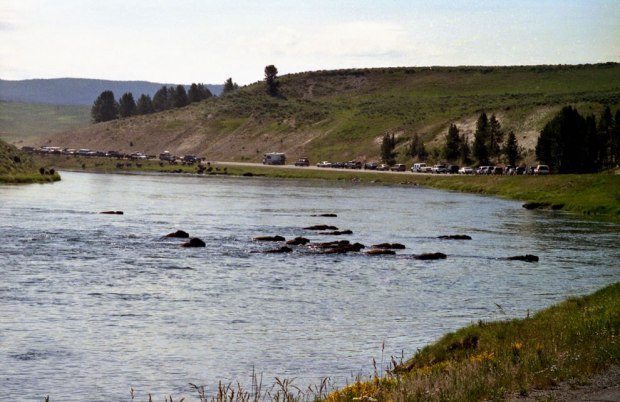 Bison-crossing-river-and-road-in-Yellowstone