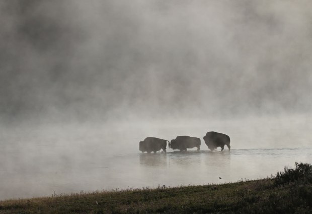Bison-crossing-Yellowstone-River-on-a-foggy-morning
