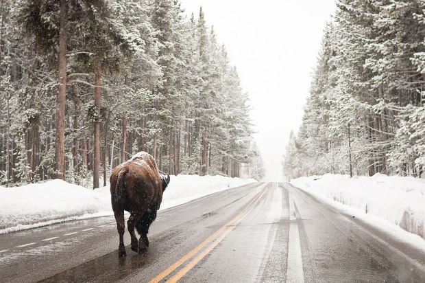 Bison-on-the-snowy-Yellowstone-road