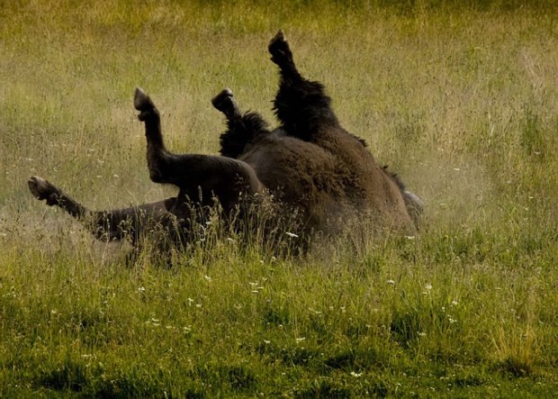 Bison-scratching-his-back-at-Yellowstone