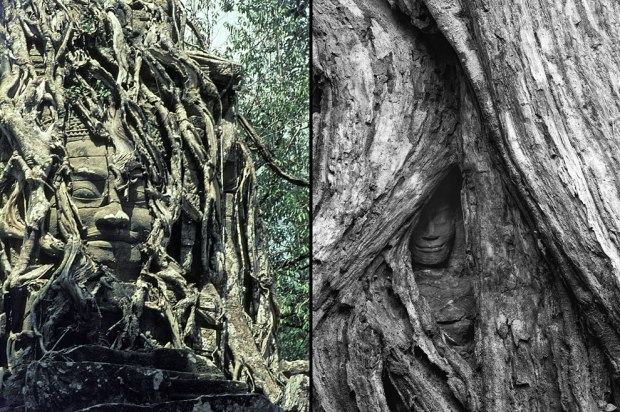 Buddha-being-swallowed-by-roots-at-Angkor-Archaeological-Park