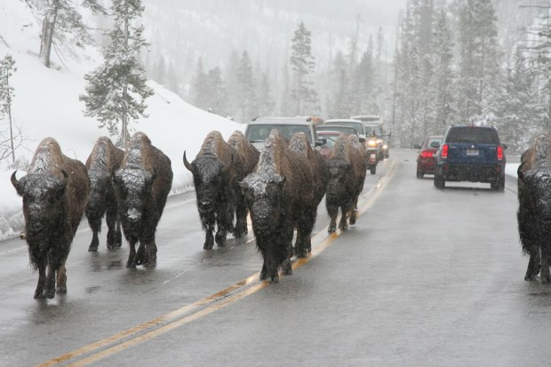 Buffalo-jam-Bison-slowing-traffic-down