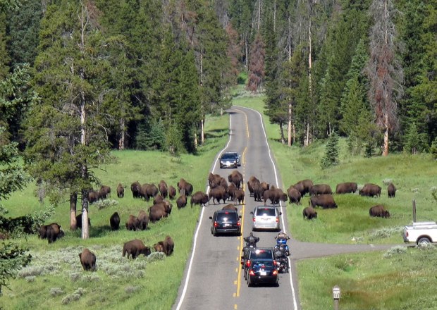 Buffalo-not-humans-rule-the-roads-at-Yellowstone