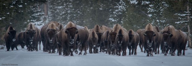 Coming-through-Bison-herd-west-Yellowstone-to-Madison-Junction-Road-Yellowstone-National-Park