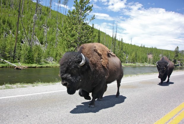 Commute-Lane-.-.-.-Where-the-buffalo-roam…2000-lbs-gets-to-make-the-rules