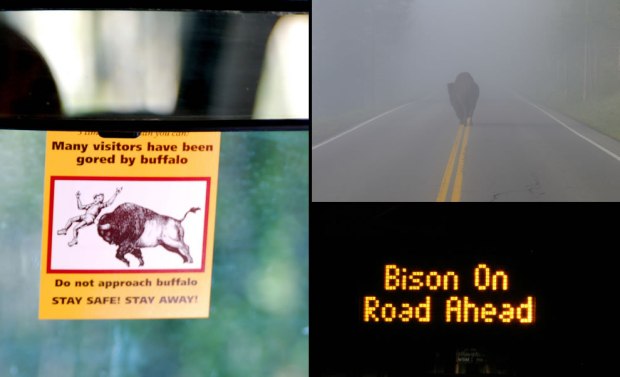 For-such-huge-beasts-bison-are-not-always-easy-to-spot-in-the-dark-or-in-the-fog-on-Yellowstone-roads.-Be-careful
