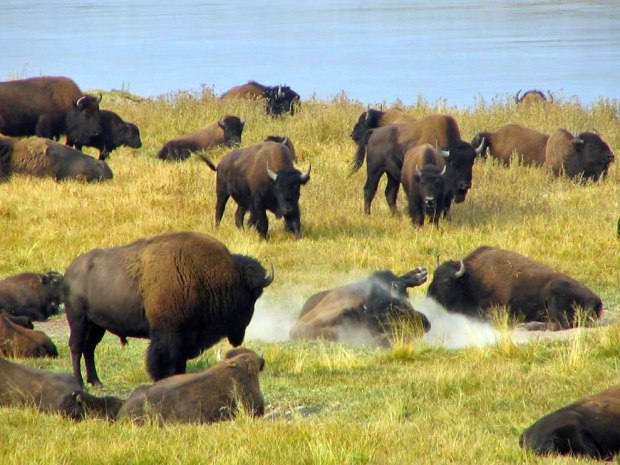 Herd-of-Yellowstone-buffalo-bison-bison