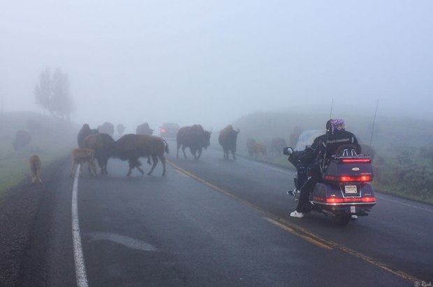 Hope-Bison-dont-try-to-hipcheck-motorcyles-Yellowstone