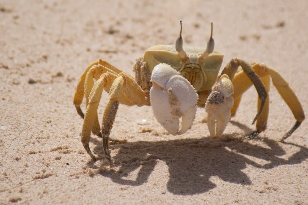 Horn-eyed-ghost-crab-taken-at-Shuab-beach-Socotra