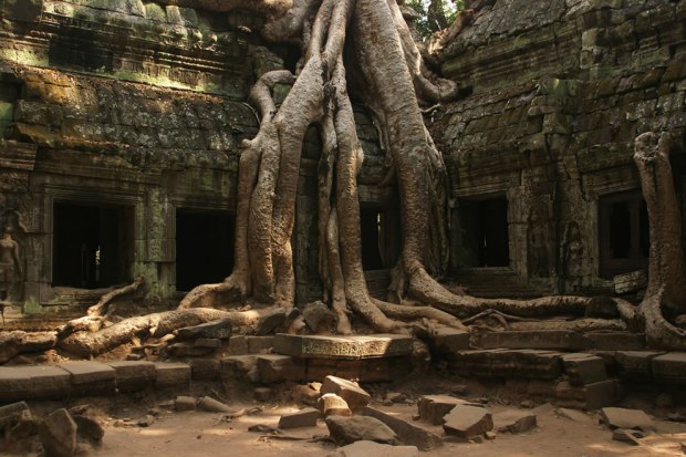 Iconic-tree-at-Ta-Prohm-Siem-Reap-Cambodia