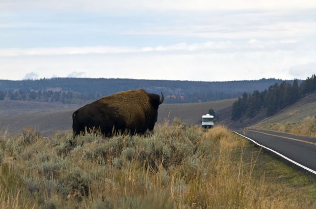 Why-did-the-bison-cross-the-road