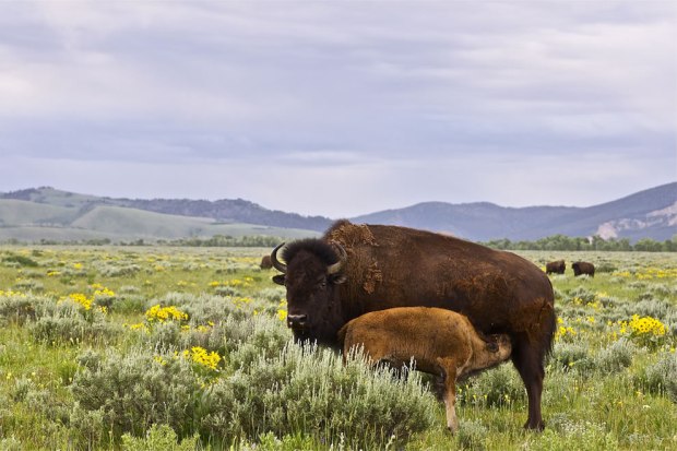 Yellowstone-bison-and-calf-2000-pounds-of-anger-when-calf-hesitated-to-cross-road-in-traffic