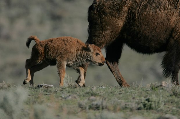 Yellowstone-Bison-calf-following-cow-Little-America-Flat